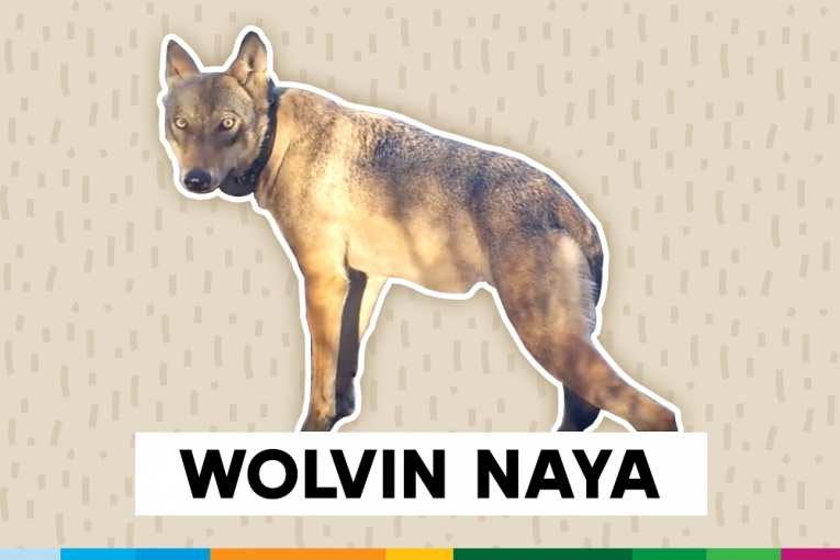 Wolvin Naya - Foto: Natuurpunt