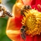 Bijen- en vlinderwandeling